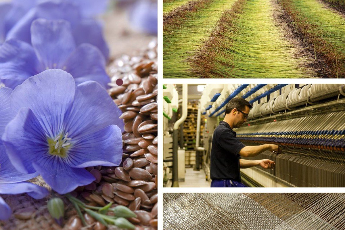 Растение для производства ткани. Лён производство ткани. Растения в текстильной промышленности. Вырастить лен. Текстильная промышленность льна.